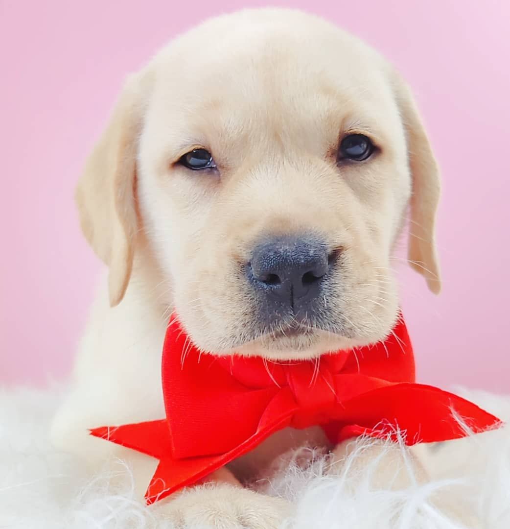 Labrador Retriever 拉布拉多