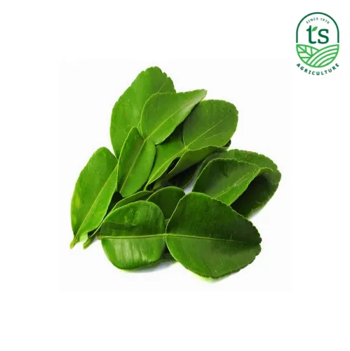 Daun Limau (Thailand) 酸柑叶 1kg/ctn