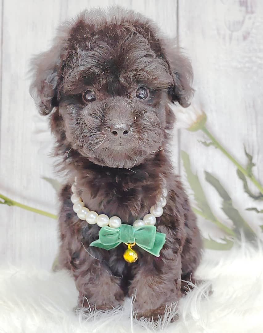 Poodle 璐靛娉拌开