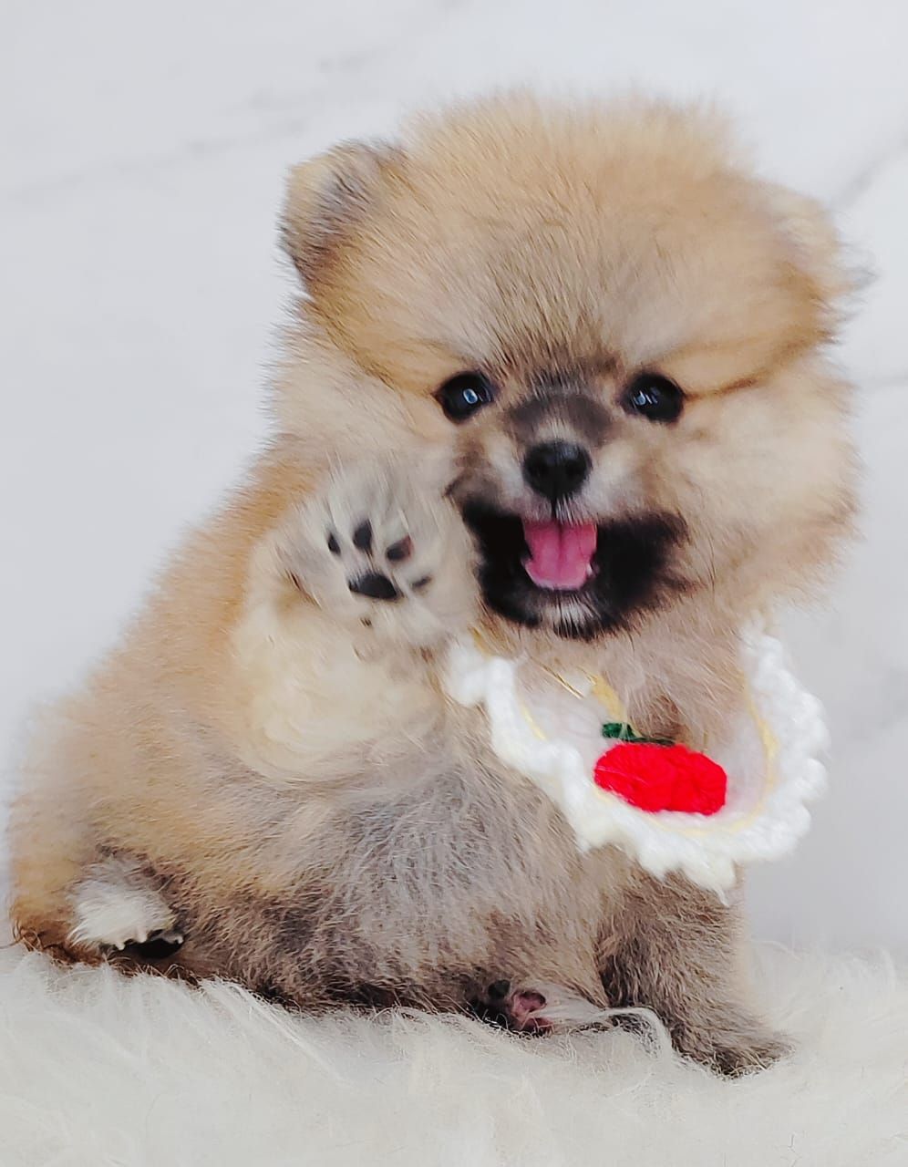 Pomeranian 博美