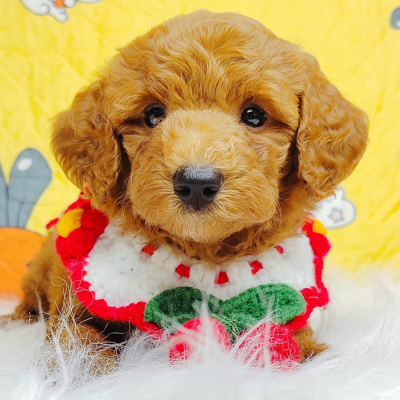 Poodle 娉拌开璐靛