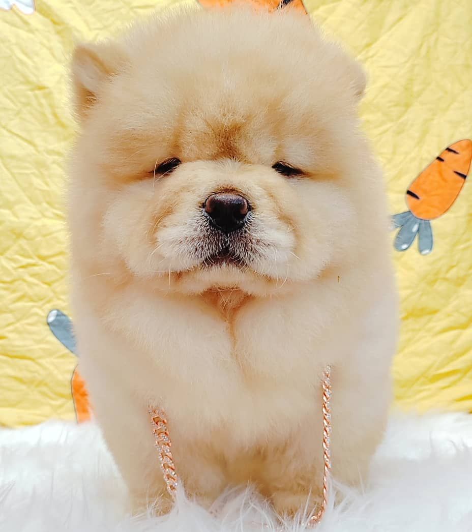 Chow Chow 松狮犬