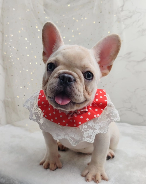  French Bulldog  - FURGATHER DESTINY PET HOUSE