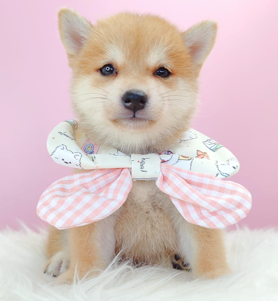 MameShiba Inu 豆柴柴犬