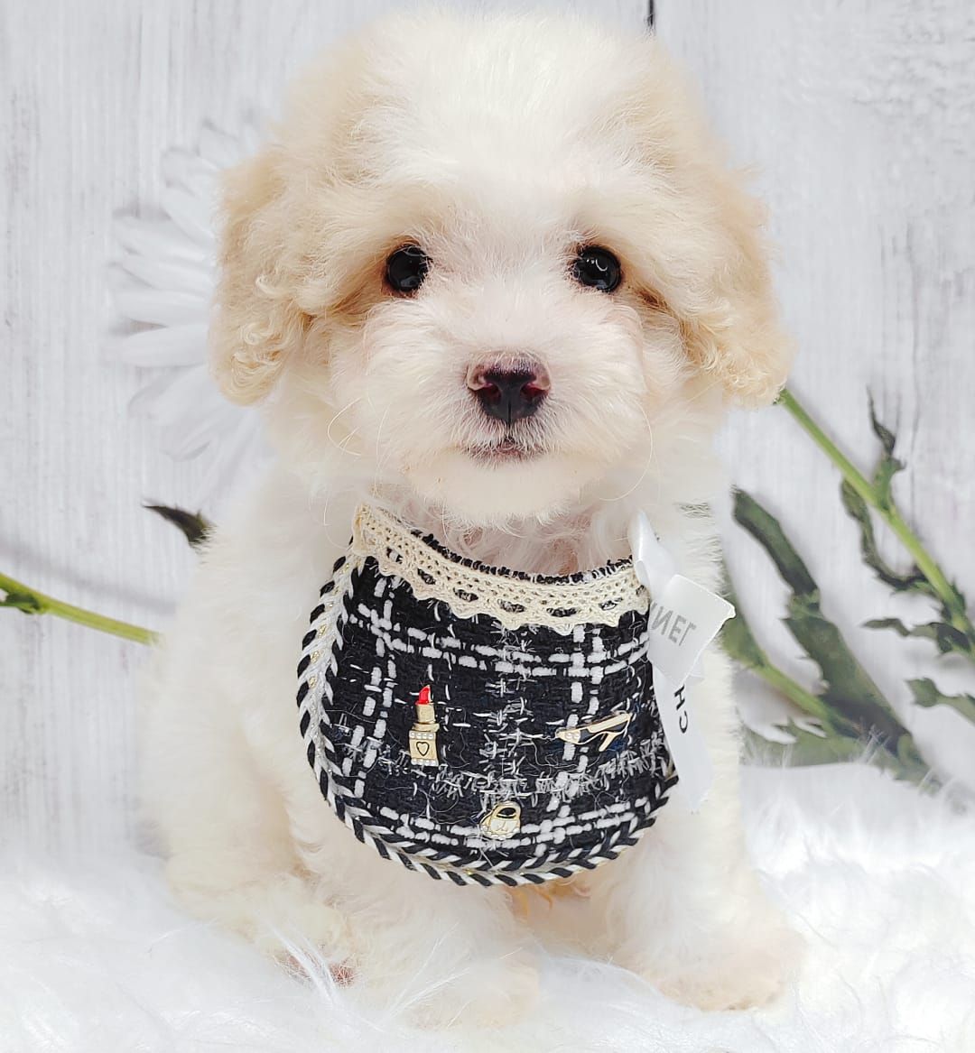 Maltipoo 马尔泰迪