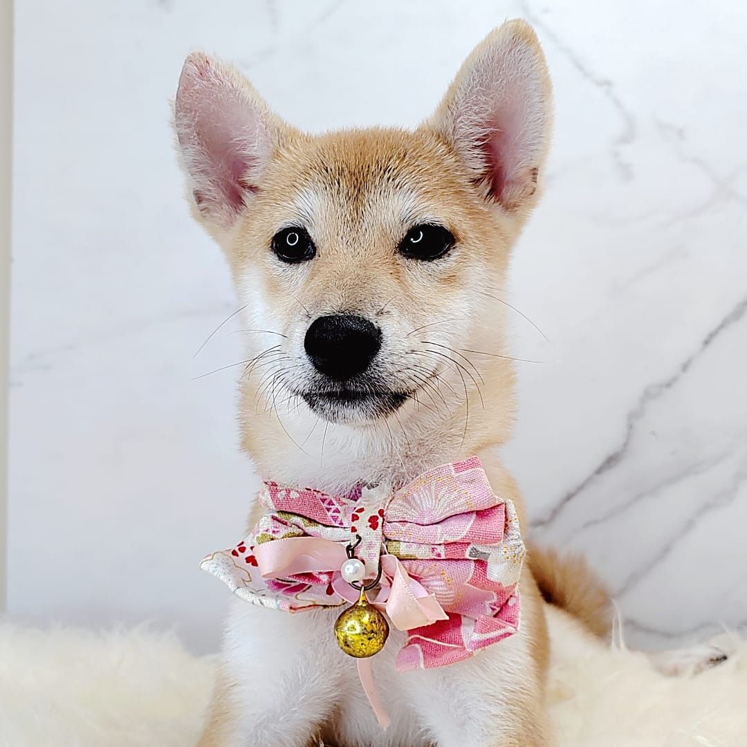 Shiba Inu 柴犬