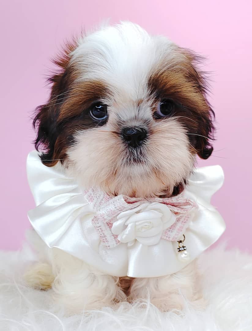 Shih Tzu 西施
