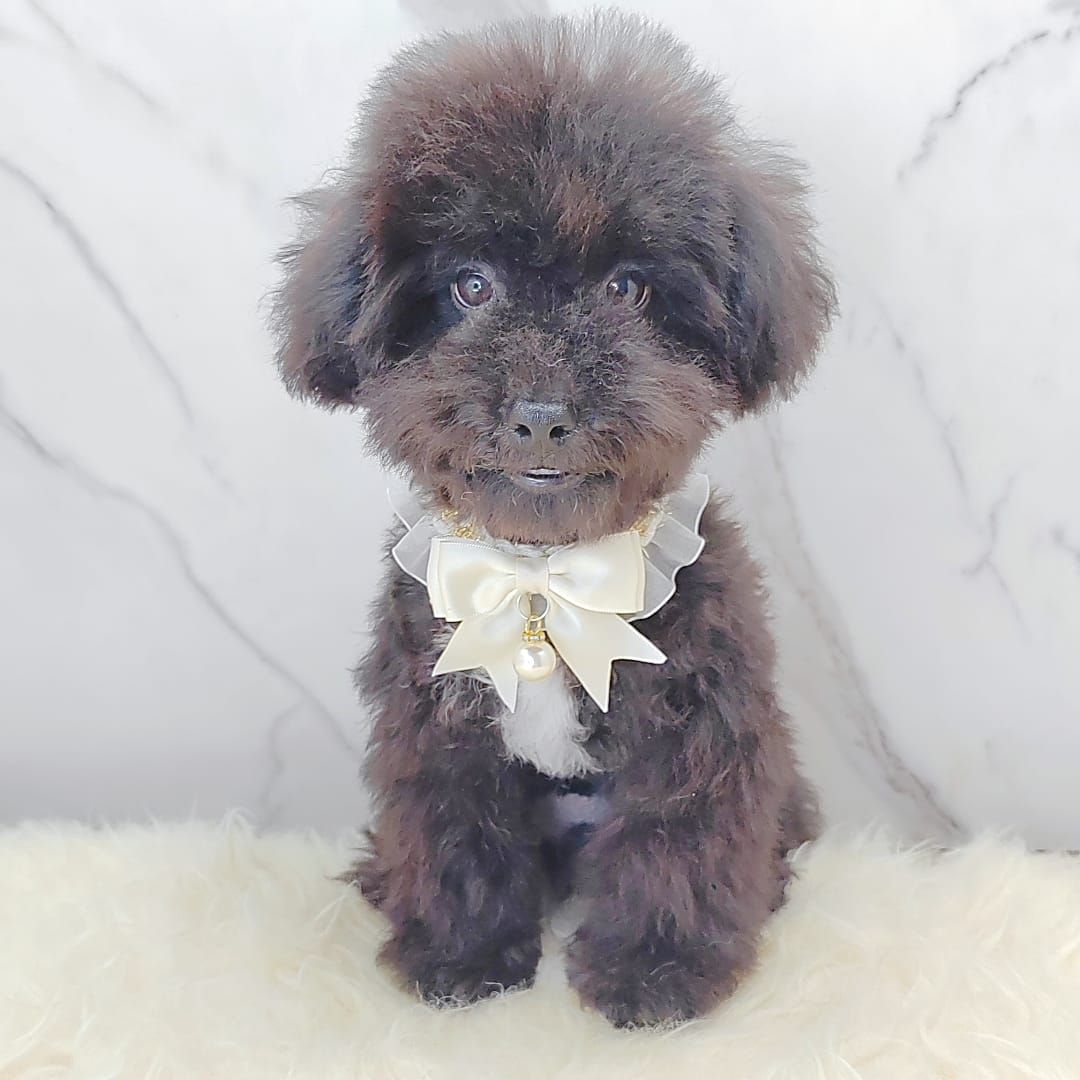 Poodle 娉拌开璐靛