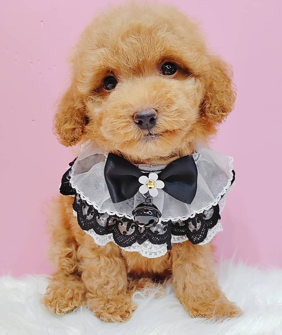 Poodle 璐靛娉拌开