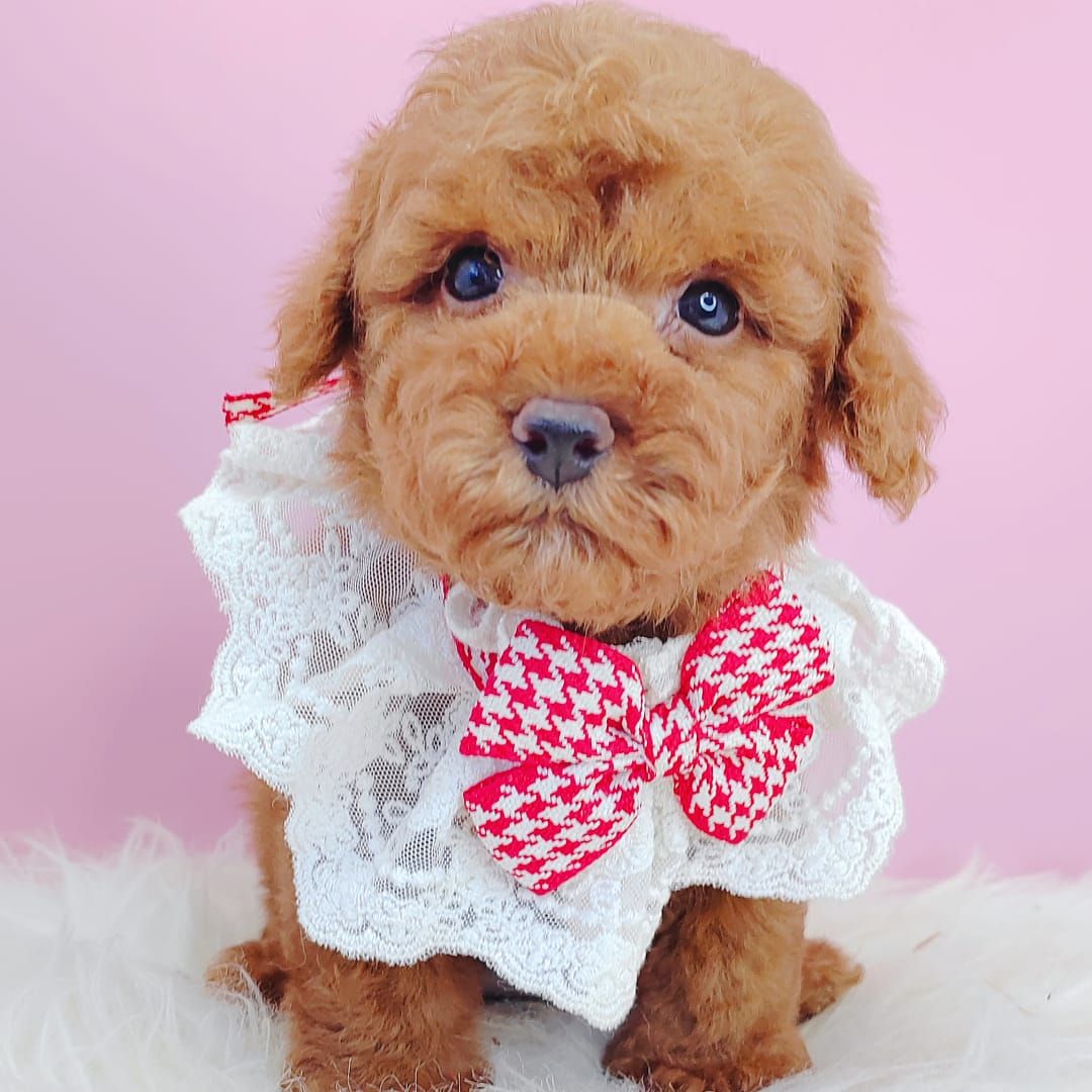 Poodle 娉拌开璐靛