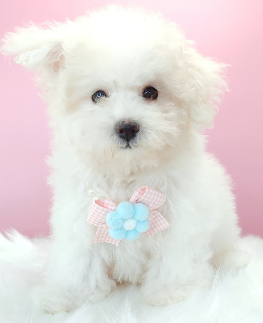 Poochon 泰迪熊
