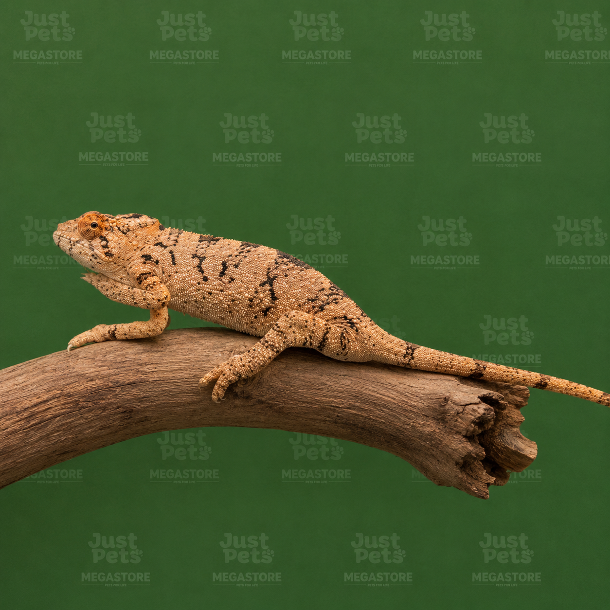 Chameleon Ambilobe Panther