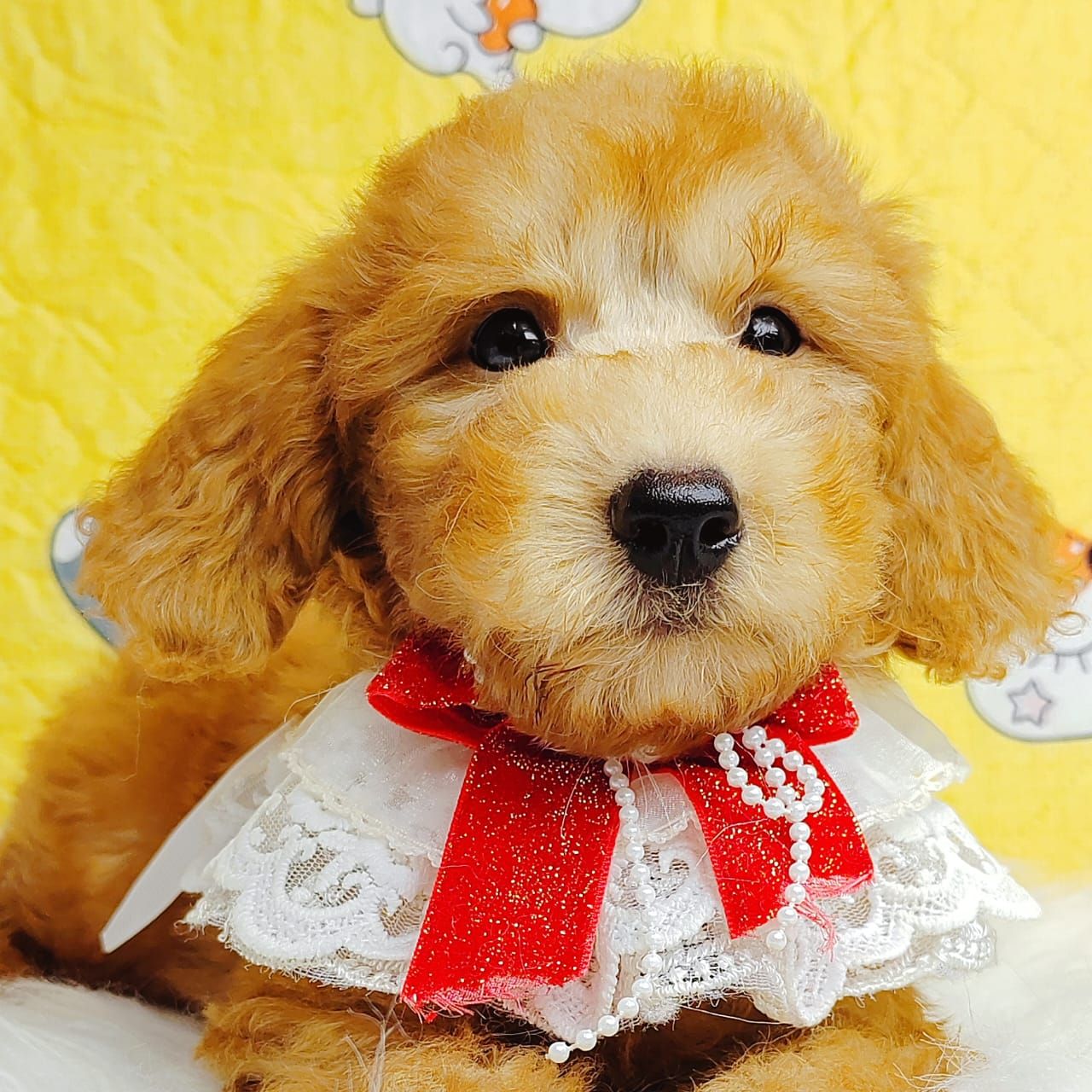 Poodle 娉拌开璐靛