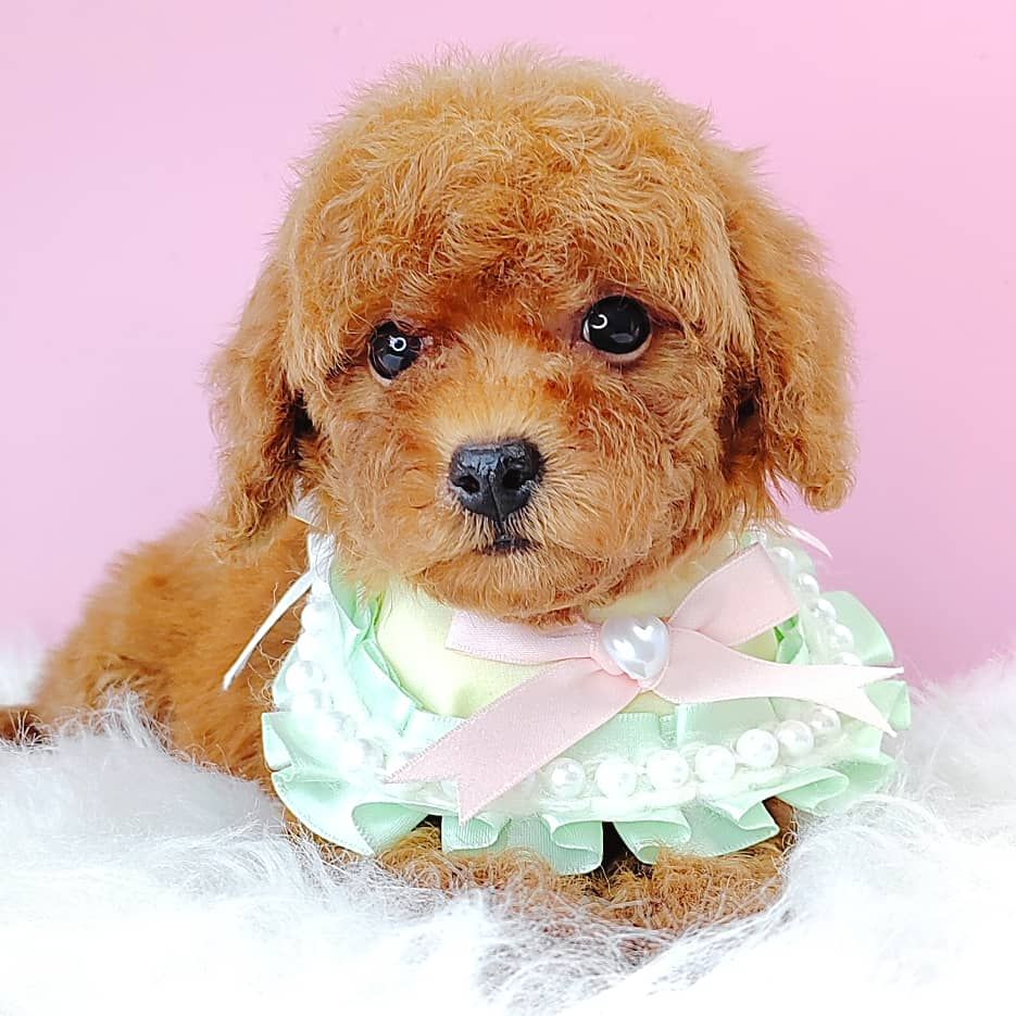Poodle 娉拌开璐靛