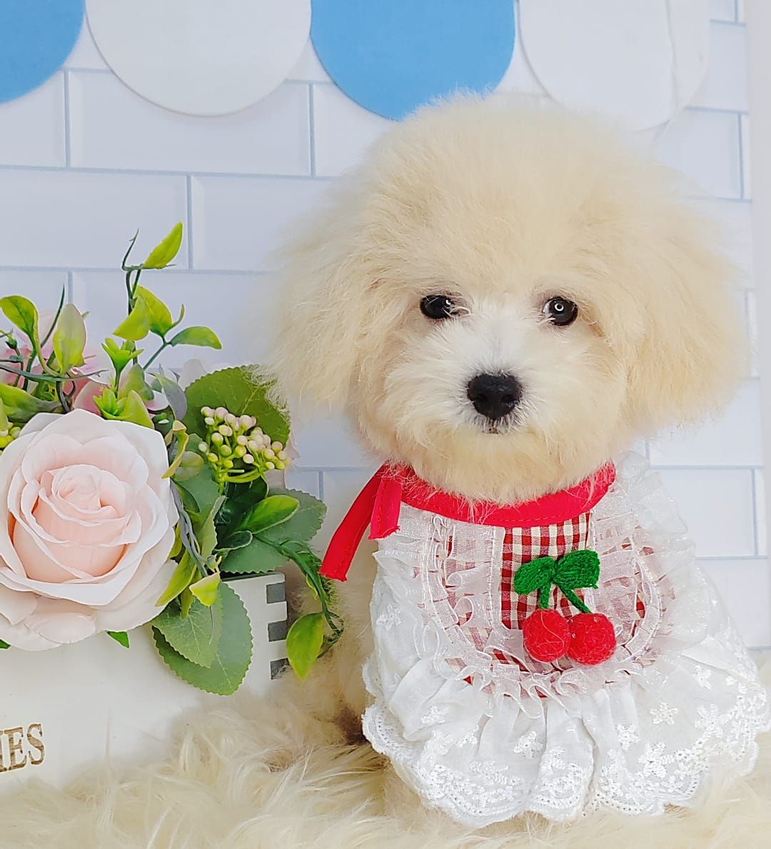 Maltipoo 马尔泰迪