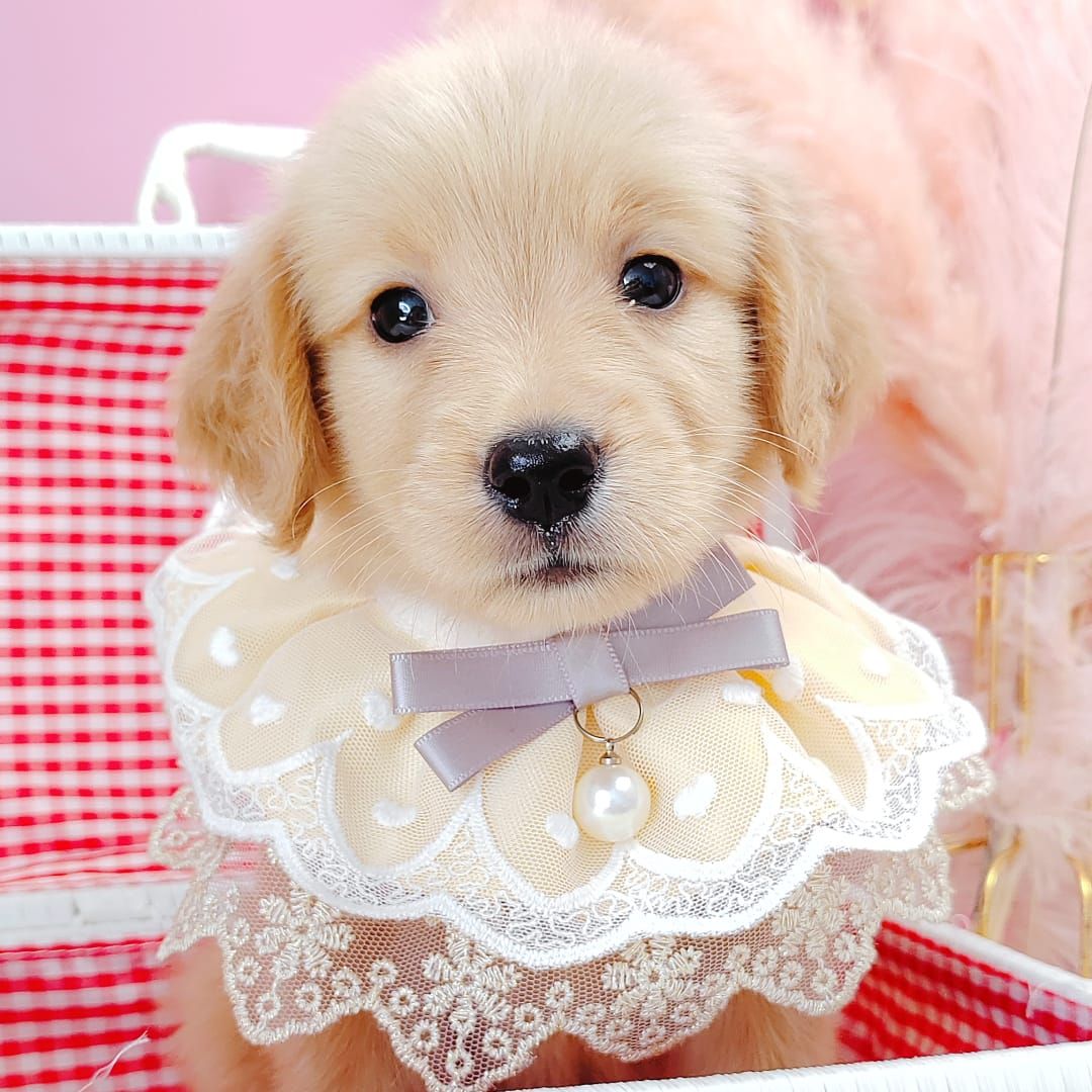 Golden Retriever 黄金猎犬