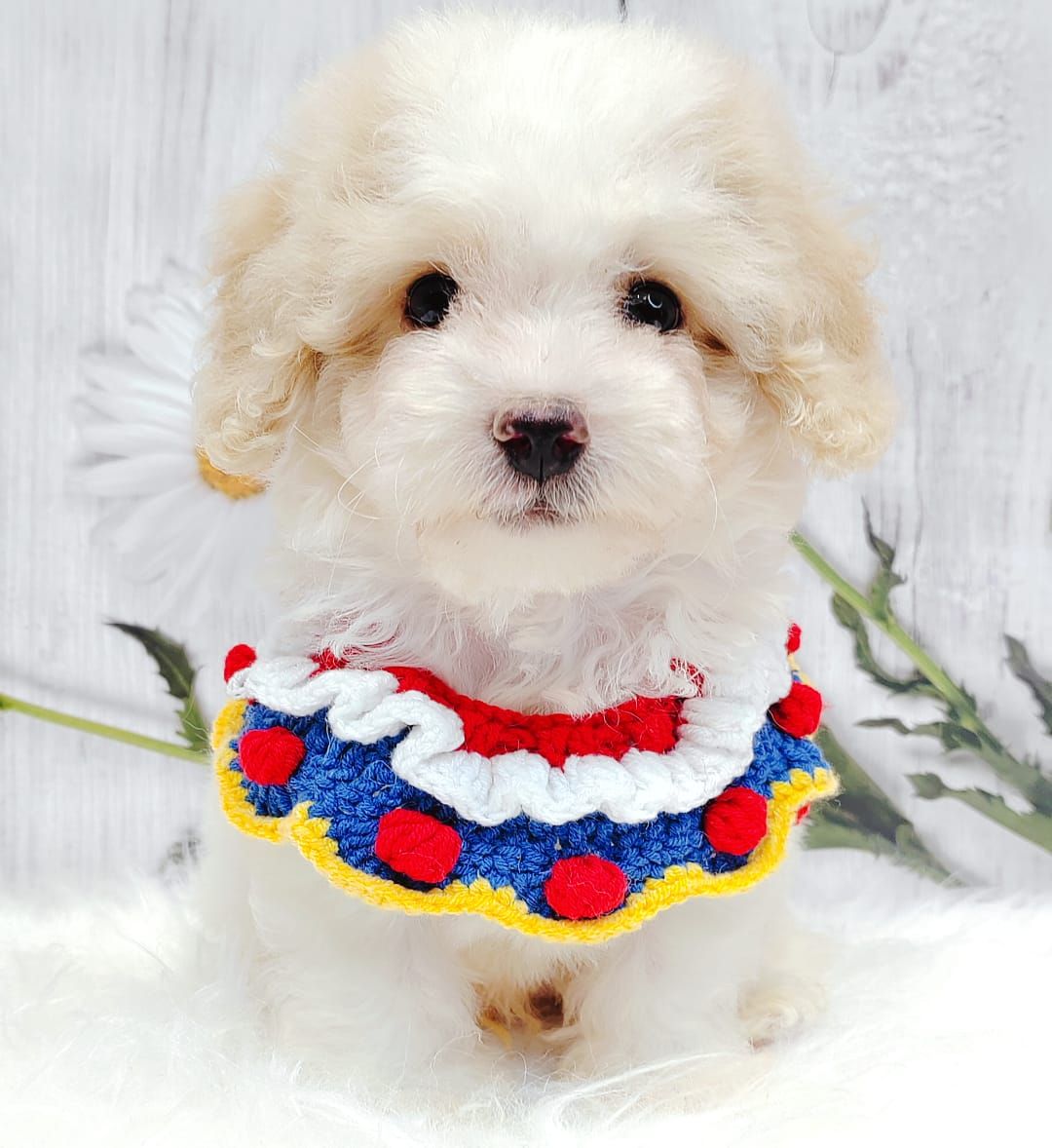 Maltipoo 马尔泰迪