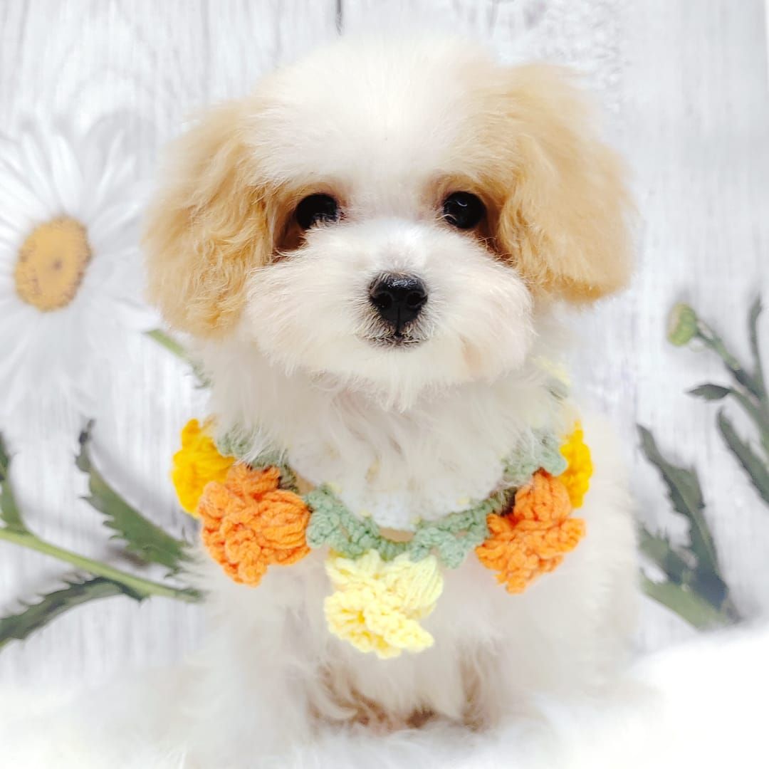 Maltipoo 马尔泰迪