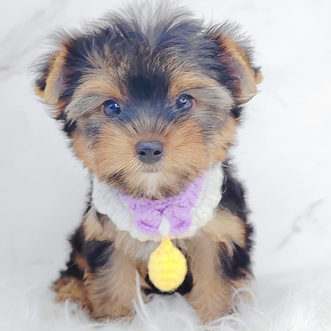 Yorkshire Terrier 约克夏