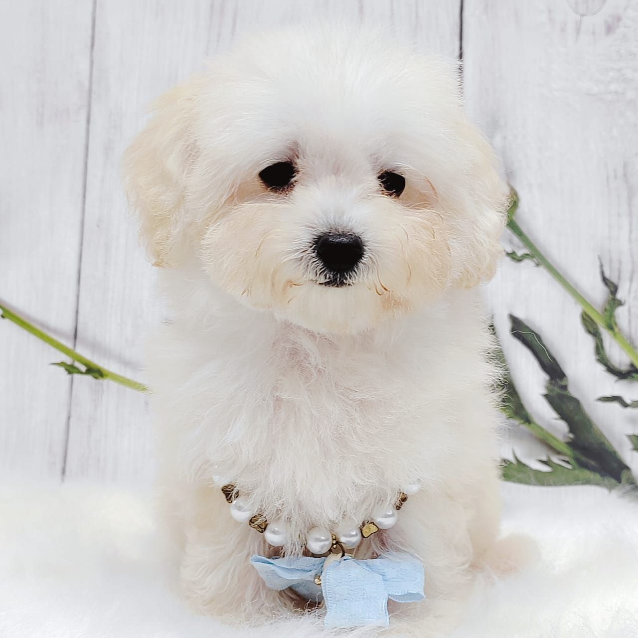 Bichonpoo 泰迪熊