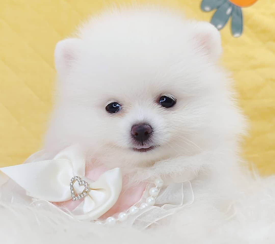 Pomeranian 博美