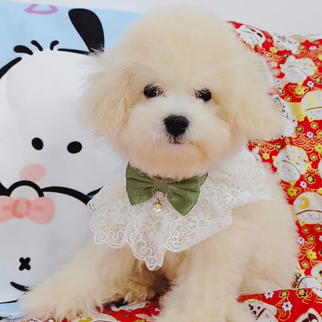 Maltipoo 马尔泰迪