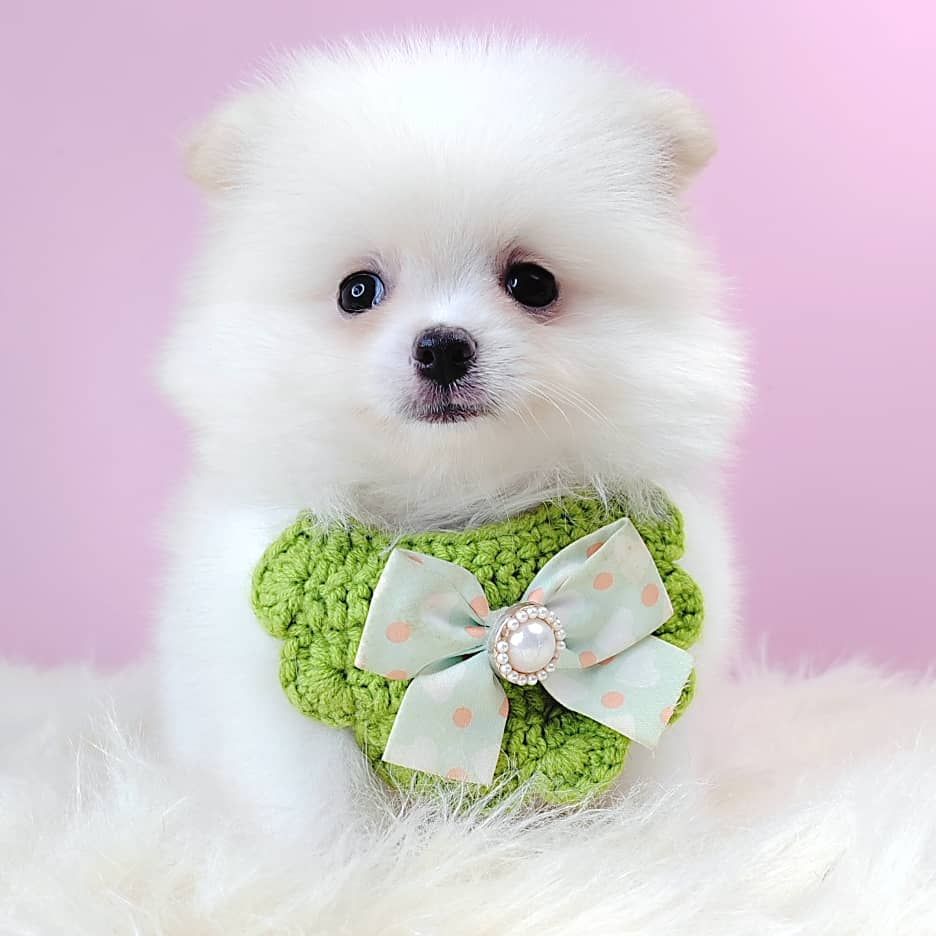Pomeranian 博美