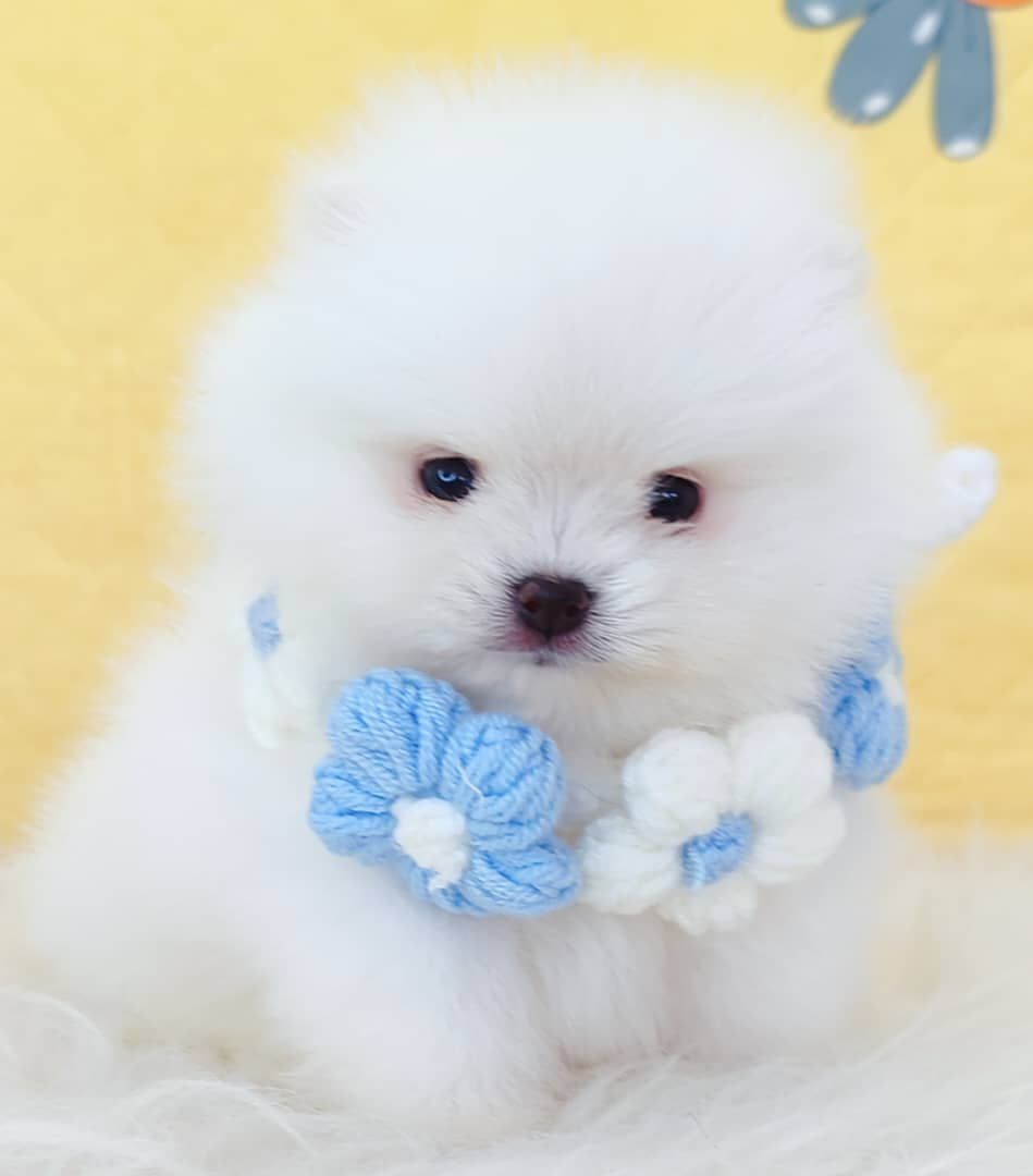 Pomeranian 博美