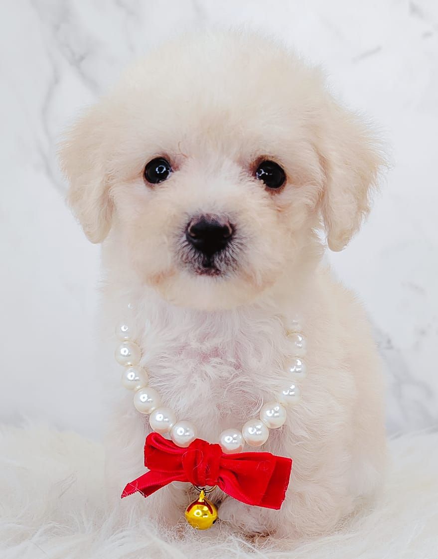 Poodle 璐靛娉拌开