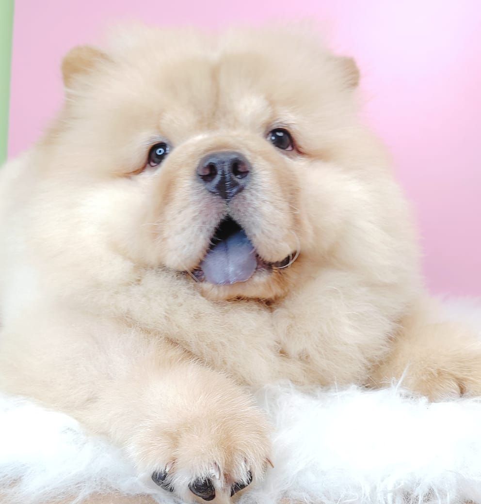 Chow Chow 松狮犬