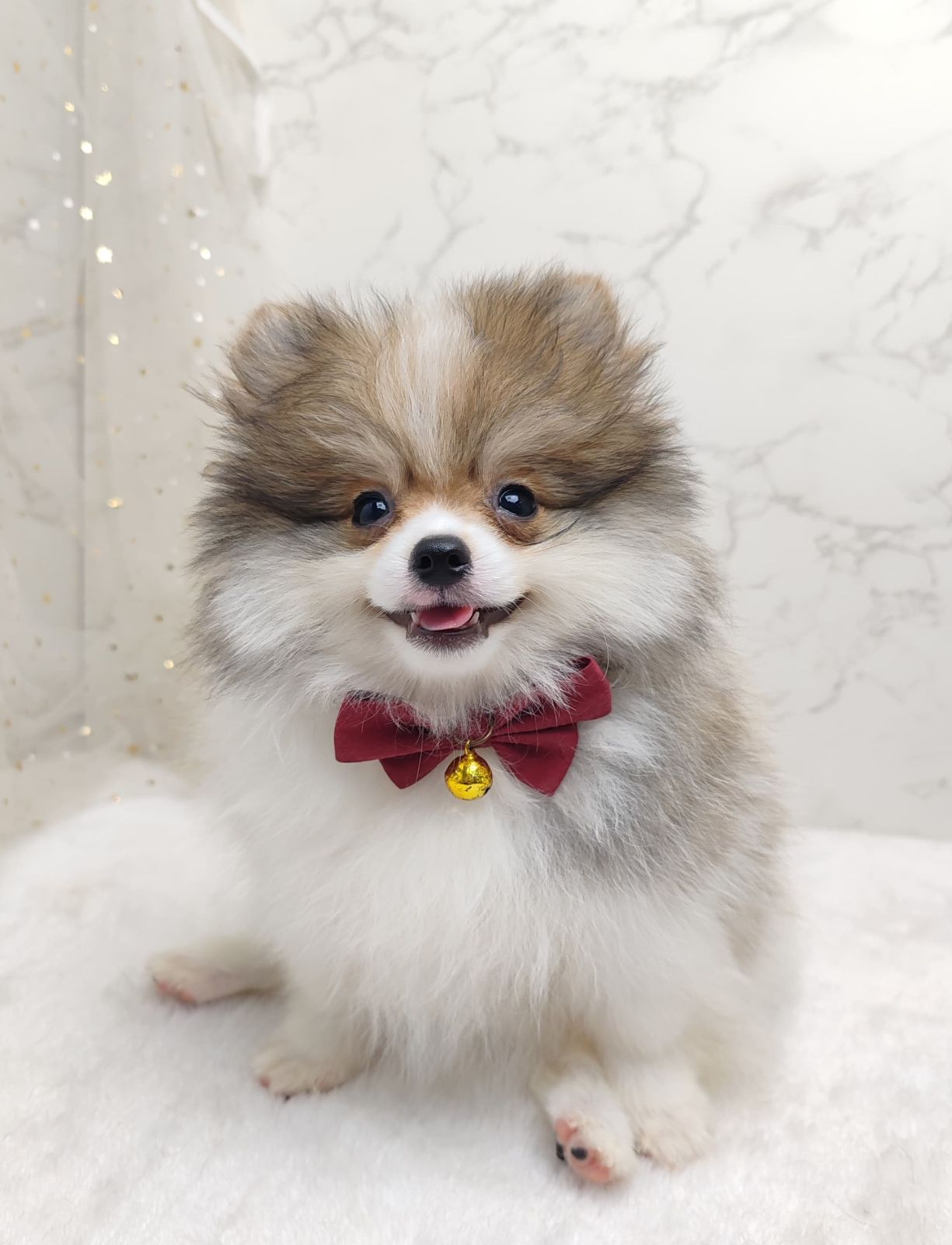 Pomeranian 博美