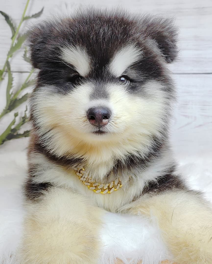 Wooly Alaskan 长毛哈士奇