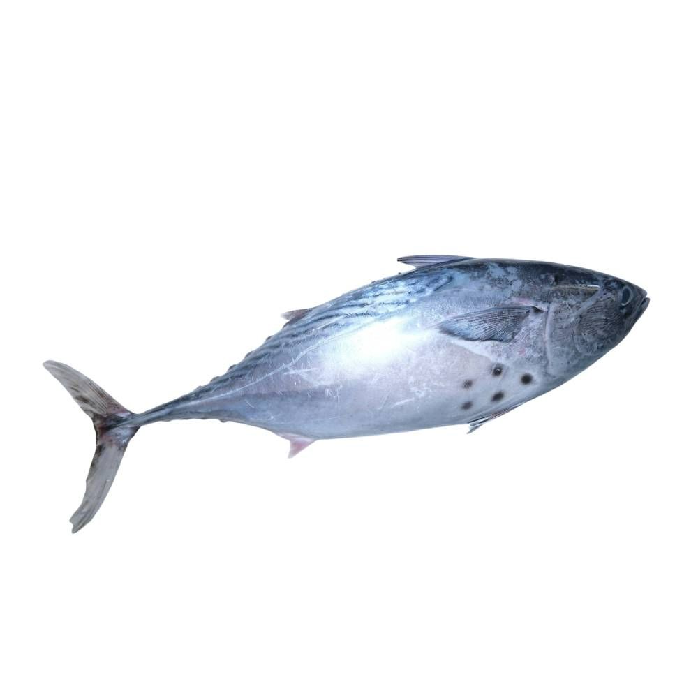 Mackerel Tuna (Kawakawa)