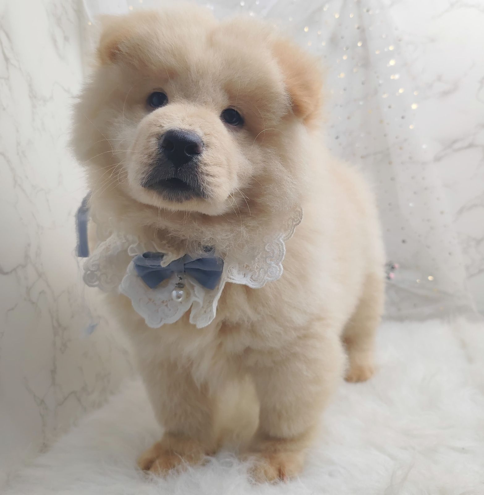 Chow Chow 松狮犬