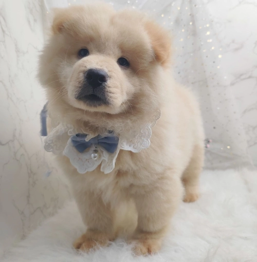 Chow Chow ʨȮ - FURGATHER DESTINY PET HOUSE