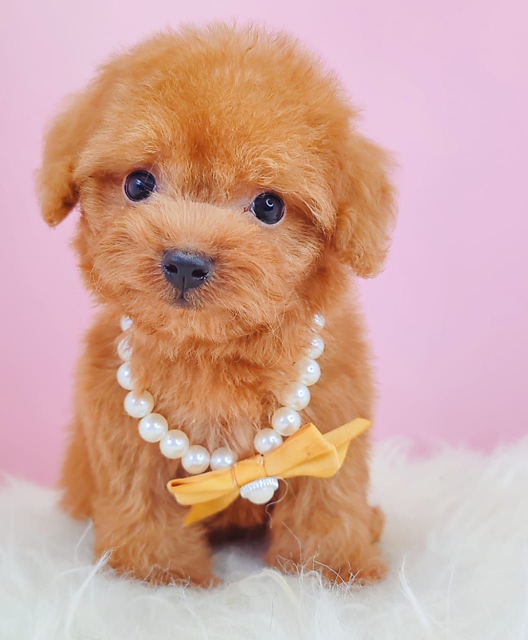 Poodle 娉拌开璐靛