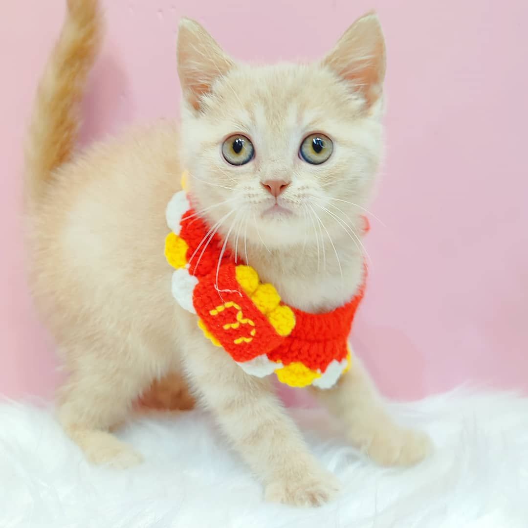 British Short Hair ( BSH ) 英短猫咪