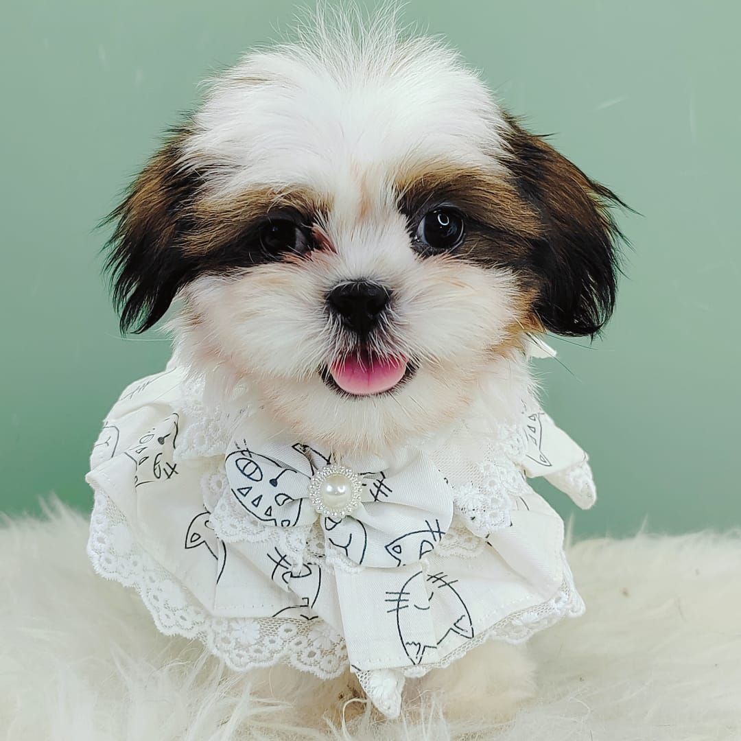 Shih Tzu 西施