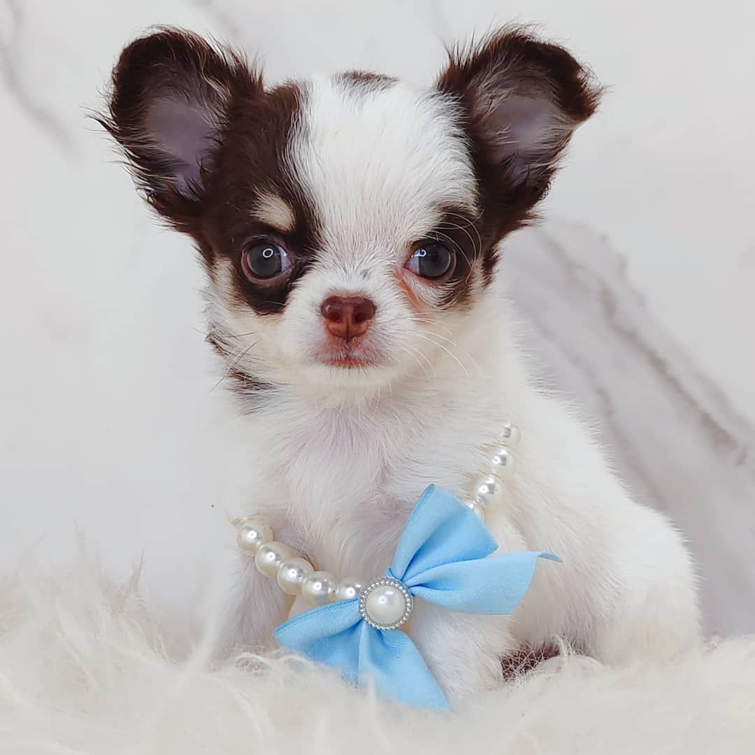 Chihuahua 吉娃娃