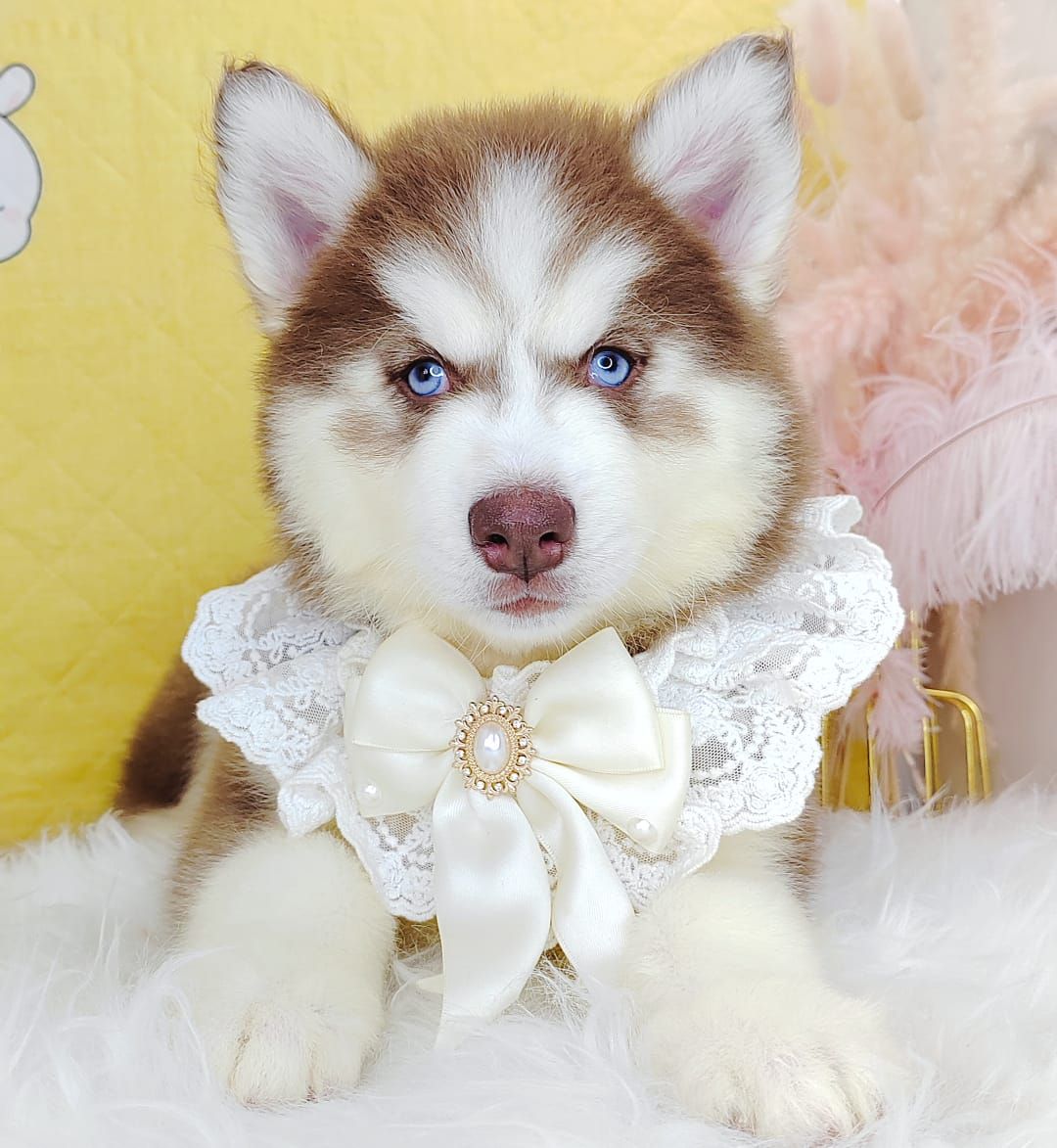 Wooly Husky 哈士奇