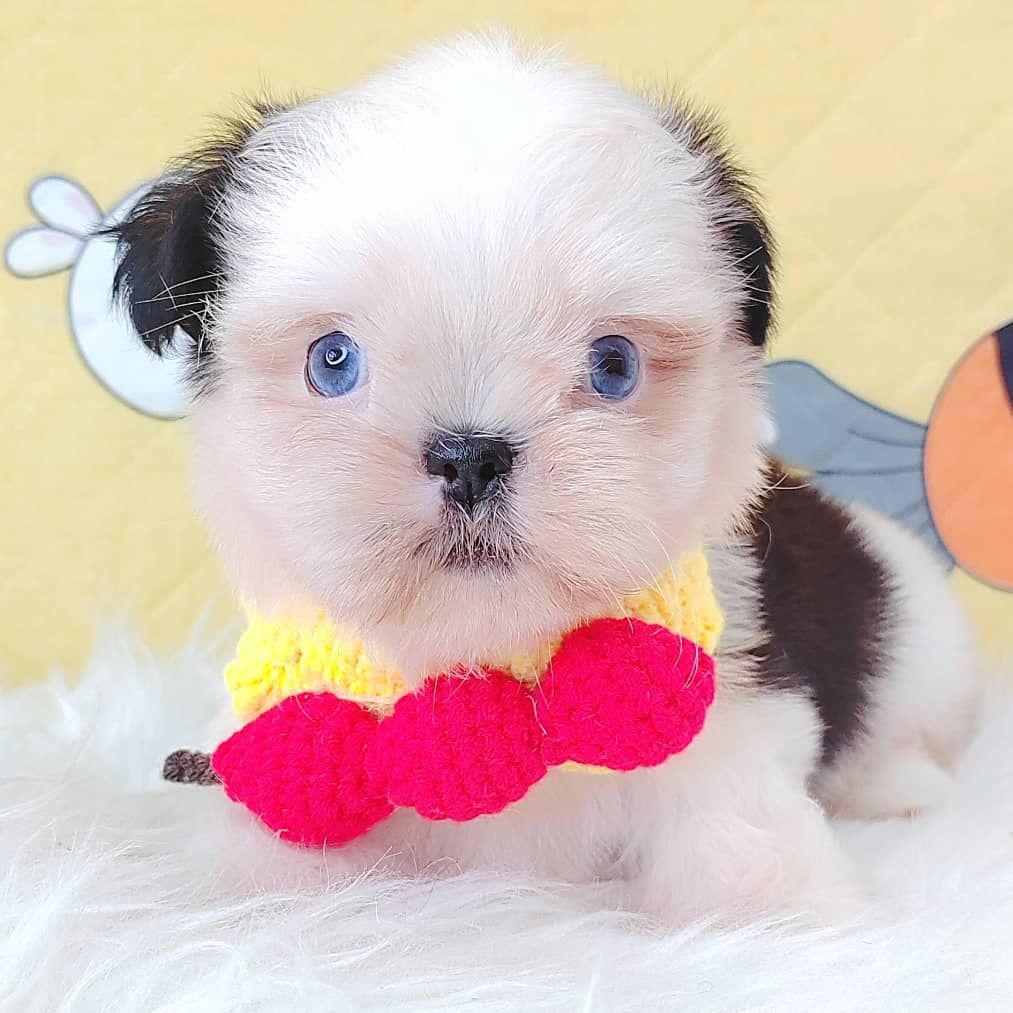 Shih Tzu 西施