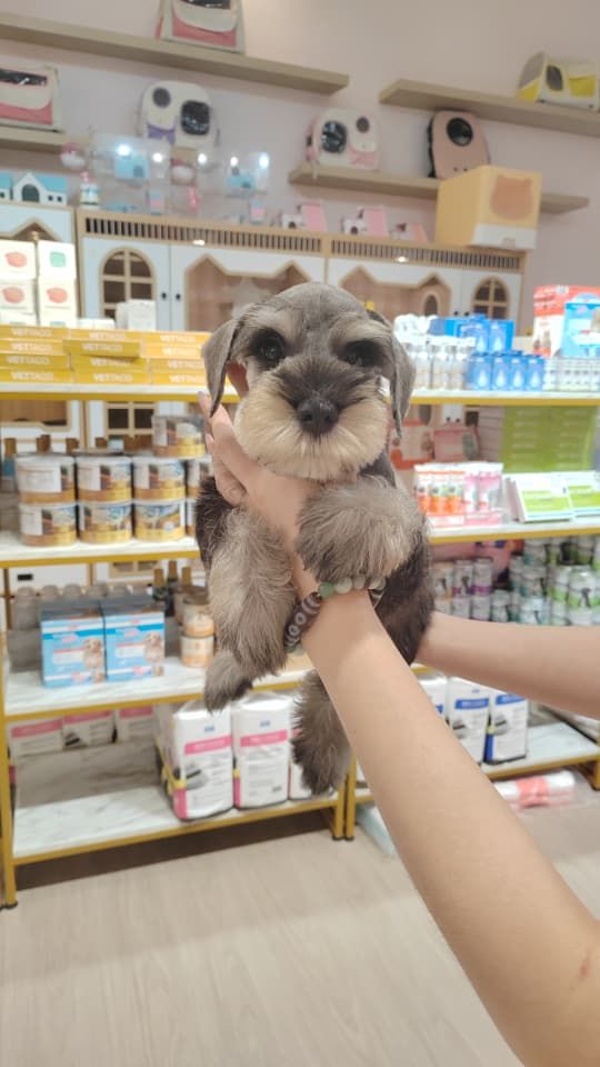 Schnauzer 雪纳瑞