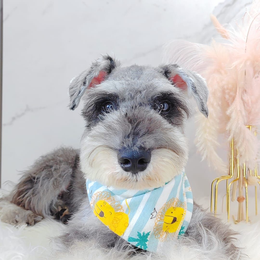 Schnauzer 雪纳瑞