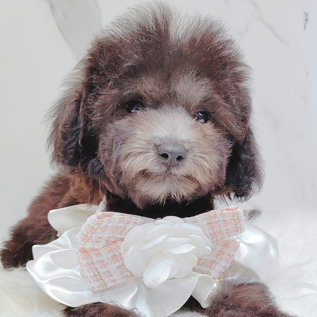 Poodle 璐靛娉拌开