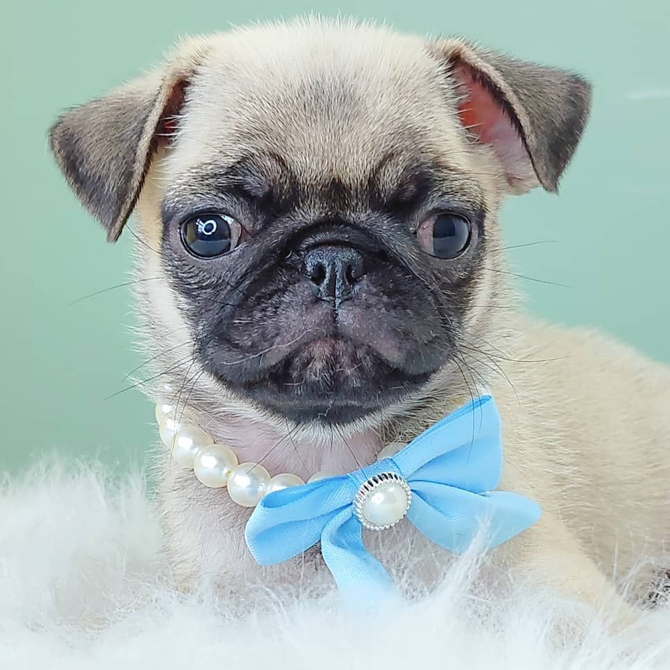 Pug 巴哥