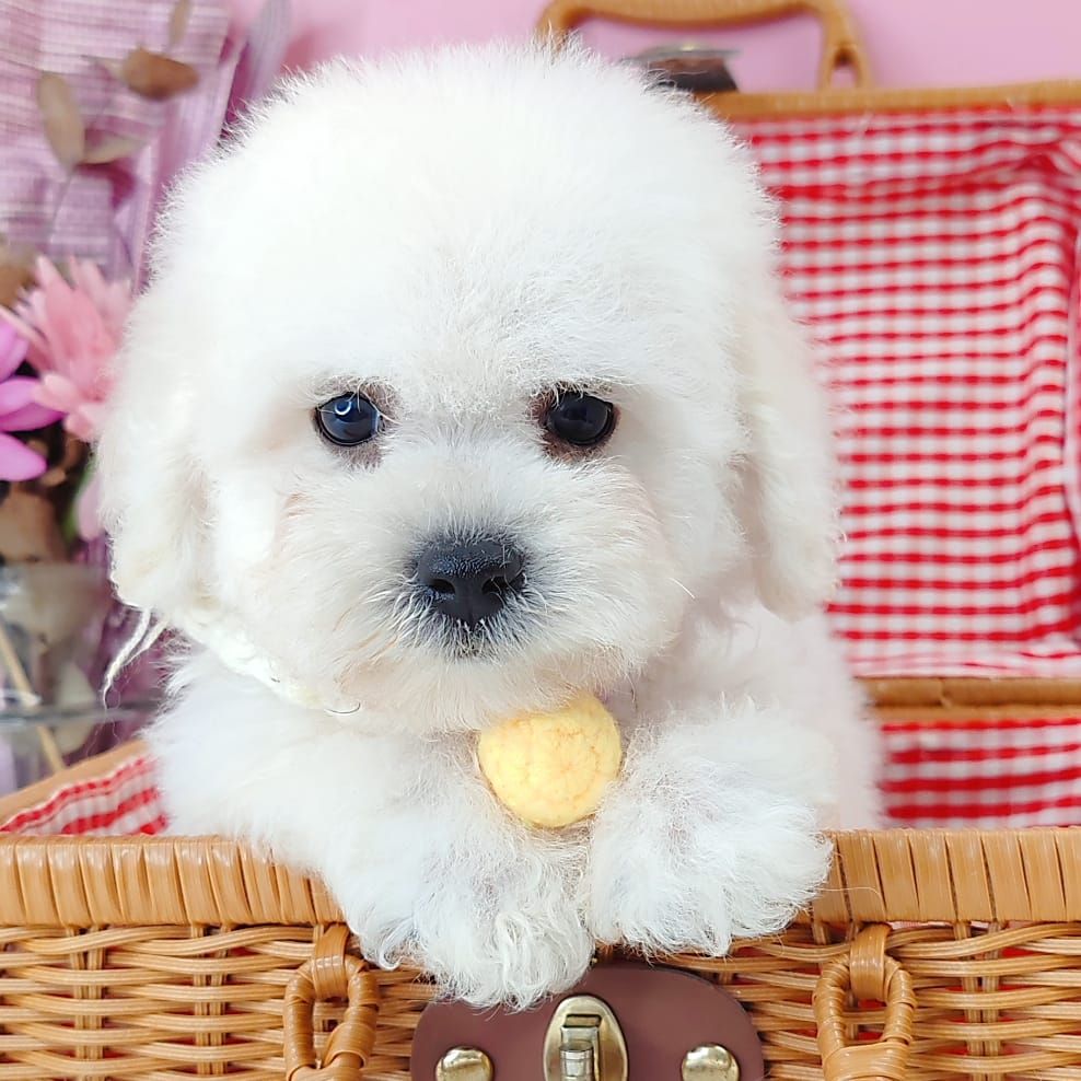 Poodle 娉拌开璐靛