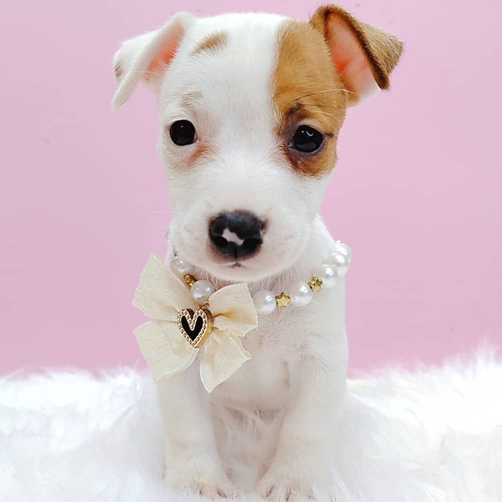 Jack Russell Terrier 杰克罗素梗