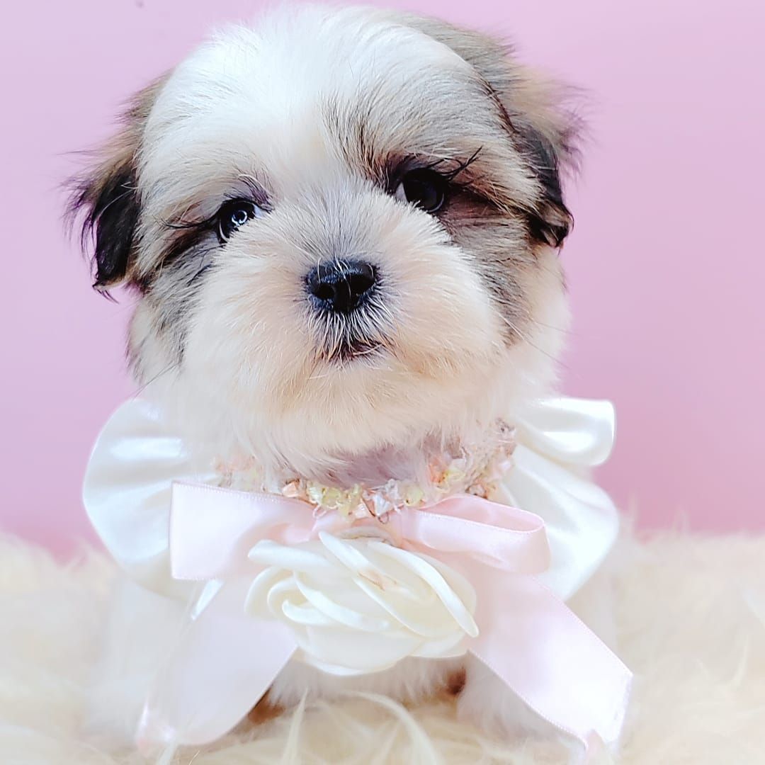 Shih Tzu 西施