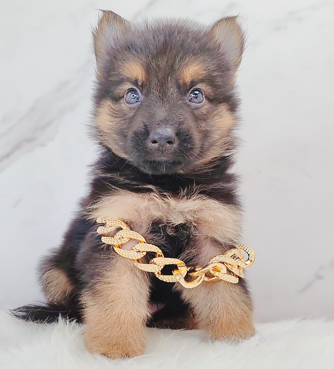 German Shepherd 德国牧羊犬