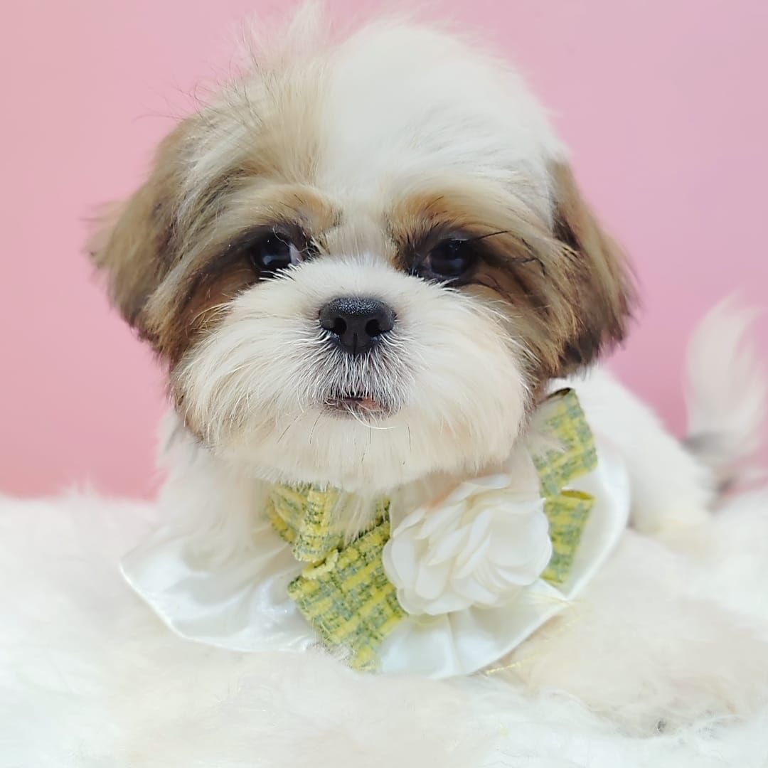 Shih Tzu 西施